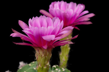 Cactus Flower Pictures Beautiful Blooming In Colorful.