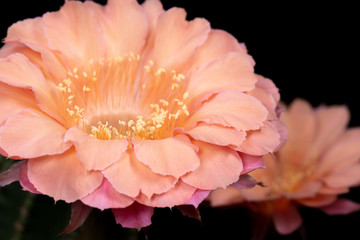 Cactus Flower Pictures Beautiful Blooming In Colorful.