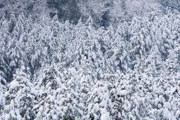 winter landscape with snowy forest