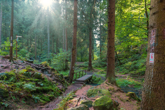 Germany, Extertal, forest path against the sun
