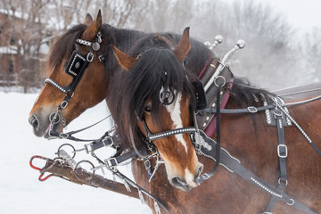 Obraz premium horse sled portrait