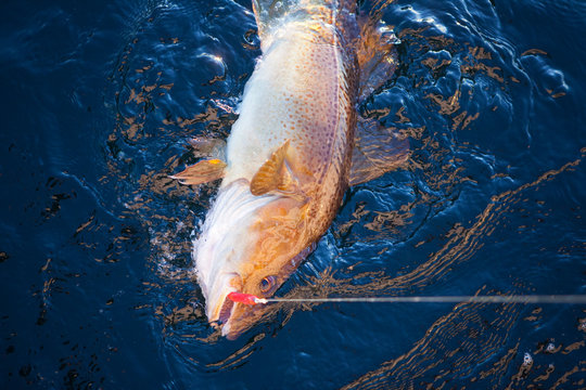 Fish on hook