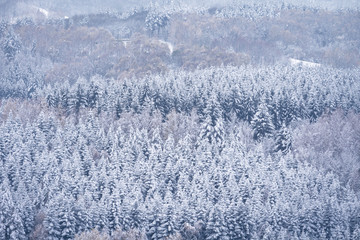 Naklejka na ściany i meble winter landscape with snowy forest