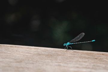 blue dragonfly