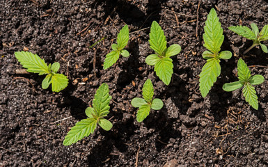 A young shoot of a cannabis plant with the first leaves on the background of the soil. Selective focus.