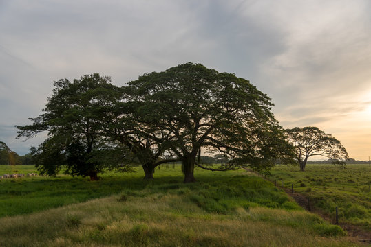 Cows farm landscape with leafy trees sunset. Colombia