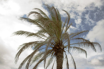 Fototapeta na wymiar Leaves of a tropical palm tree with a cloudy background