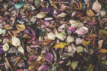 Beautiful assortment of Autumn leaves 
