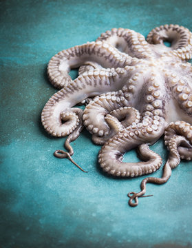 Raw octopus