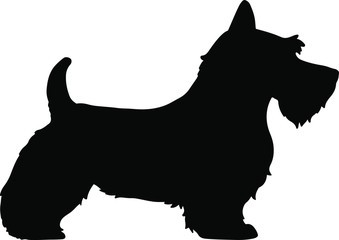 Silhouette of Scottish Terrier dog - obrazy, fototapety, plakaty