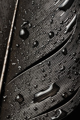 Fragment of bird's feather with water drops, close-up. Black and white.