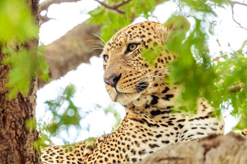 Closeup shot of a beautiful African leopard surrounded by tree leaves