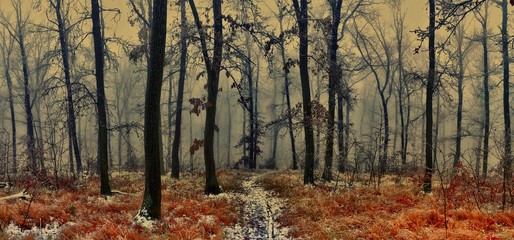 Forest covered with glaze ice,snow and rime during foggy conditions. Oak trees, woodland, winter landscape. Can be used as christmas image. Panoramic image.  .