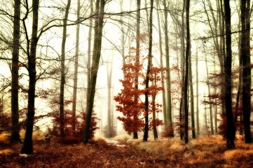 Obraz premium Mysterious foggy forest covered with glaze ice and rime. Fog,beech and oak trees, gloomy winter landscape, forest trail. Eastern Europe. .