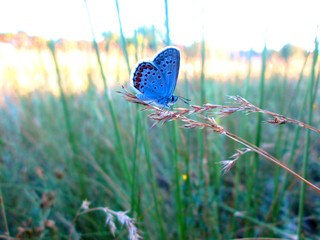 butterfly on grass