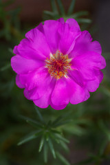 Open pink portulaca flower. Macro of stamens and pestle with pollen. full bloom carmine color. close-up, selective focus