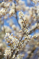 Ast mit weißen Blüten