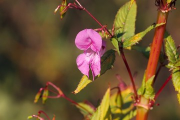 Springkraut mit roten Bl&uuml;ten
