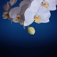Phalaenopsis orchid white and yellow flowers on a blue background. Color of the year 2020, Classic Blue.