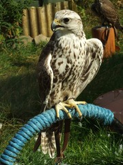 ptactwo, jastrząb, jastrząb, belfer, zwierzak, orzeł, drapieznik, charakter, rój, augen, dzika, dzika natura, ptak drapieżny, braun, pierze, ptak drapieżny, myśliwego, portret, glow, pierze, skrzydła, © Napoleon. C