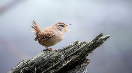 The Eurasian wren in the nature habitat. Troglodytes troglodytes. Very small bird.