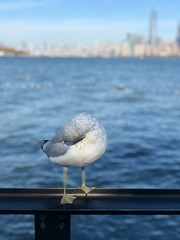 Seagull on Liberty Island