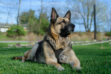 Naklejka na ściany i meble german shepherd dog in yard