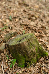 tree stump