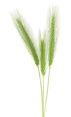 Fototapeta premium Green spikelets isolated on a white background