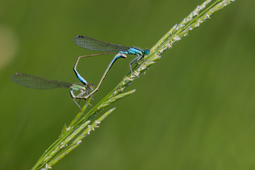 dragonfly on green leaf
