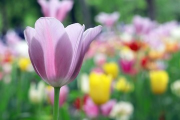 Blooming tulips in spring against the background of nature, park, flowers, season of spring, in a natural environment