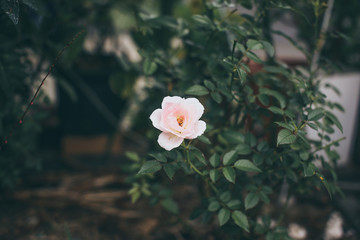 Soft coloured flowers with lush green leaves 