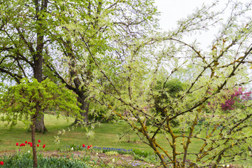 Fototapeta premium spring in the garden, tree branches with flowering leaves in close-up, light green tones