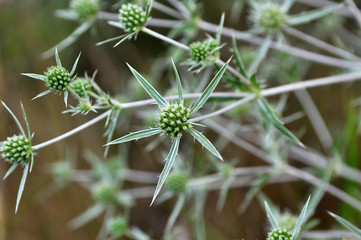 In nature, thistle grows Eryngium campestre