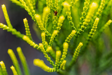 green leaf of fern
