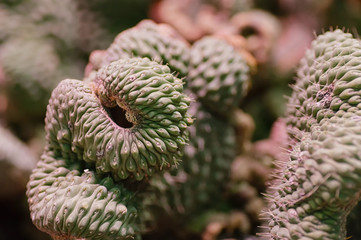 Exotic floral background. A rare species of cacti in the greenhouse. Cactus close-up. Selective...