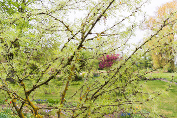 spring in the garden, tree branches with flowering leaves in close-up, light green tones
