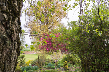 A colorful ornamental garden landscape in spring, a variety of green tones for plants and trees, and a blossoming ornamental apple with a purple color.