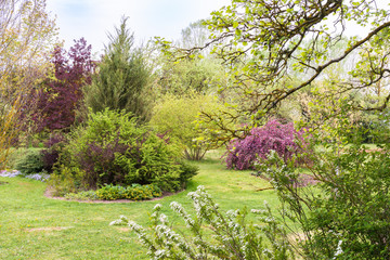 A colorful ornamental garden landscape in spring, a variety of green tones for plants and trees, and a blossoming ornamental apple with a purple color.