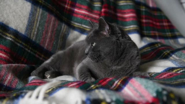Large Short Haired Gray Cat Relaxing on Wooly Blanket in Christmas Colors
