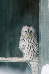 Beautiful owl bird sitting in feeder