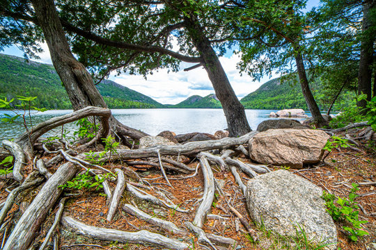 Roots and rocks beside Jordan Pond in Acadia National Park, Maine