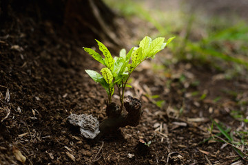 young plant in soil