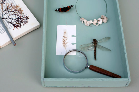 Germany, Hamburg, Insects, shells and magnifying glass in wooden tray