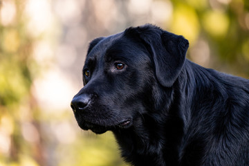 Black labrador