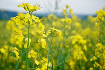 field of yellow flowers