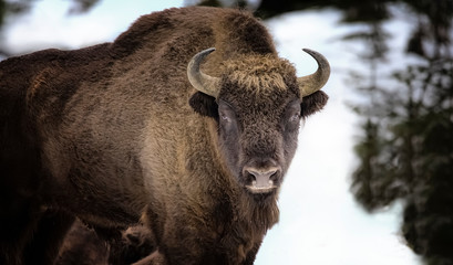 Large brown wisent in the winter forest. Wild European brown bison Bison Bonasus in winter.