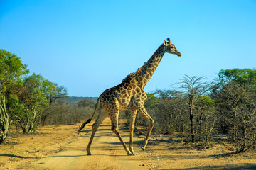 giraffe South Africa