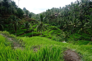 greenery and rice fields