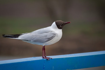 seagull on a pole
